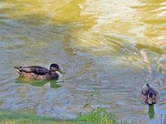101PARC AUX OISEAUX DANS L AIN 2016 1_000056